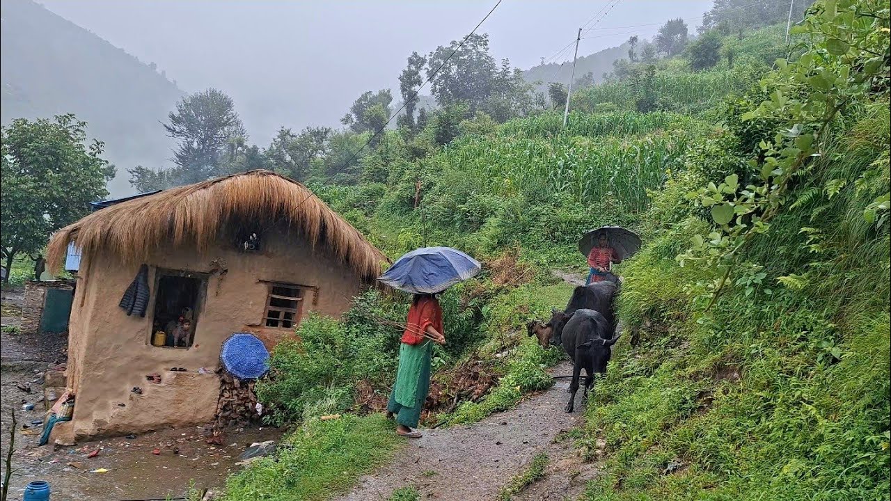 Real Nepali Mountain Village Life During The Rain | Most People And Relaxing Village Life 