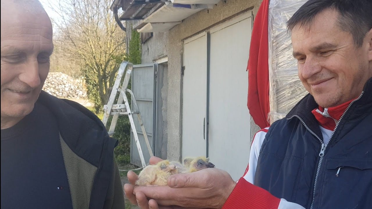 Marek & Andrzej 0417pzhgp.Biznes plan po Polsku. Gołębie pocztowe 😉#pigeon #top
