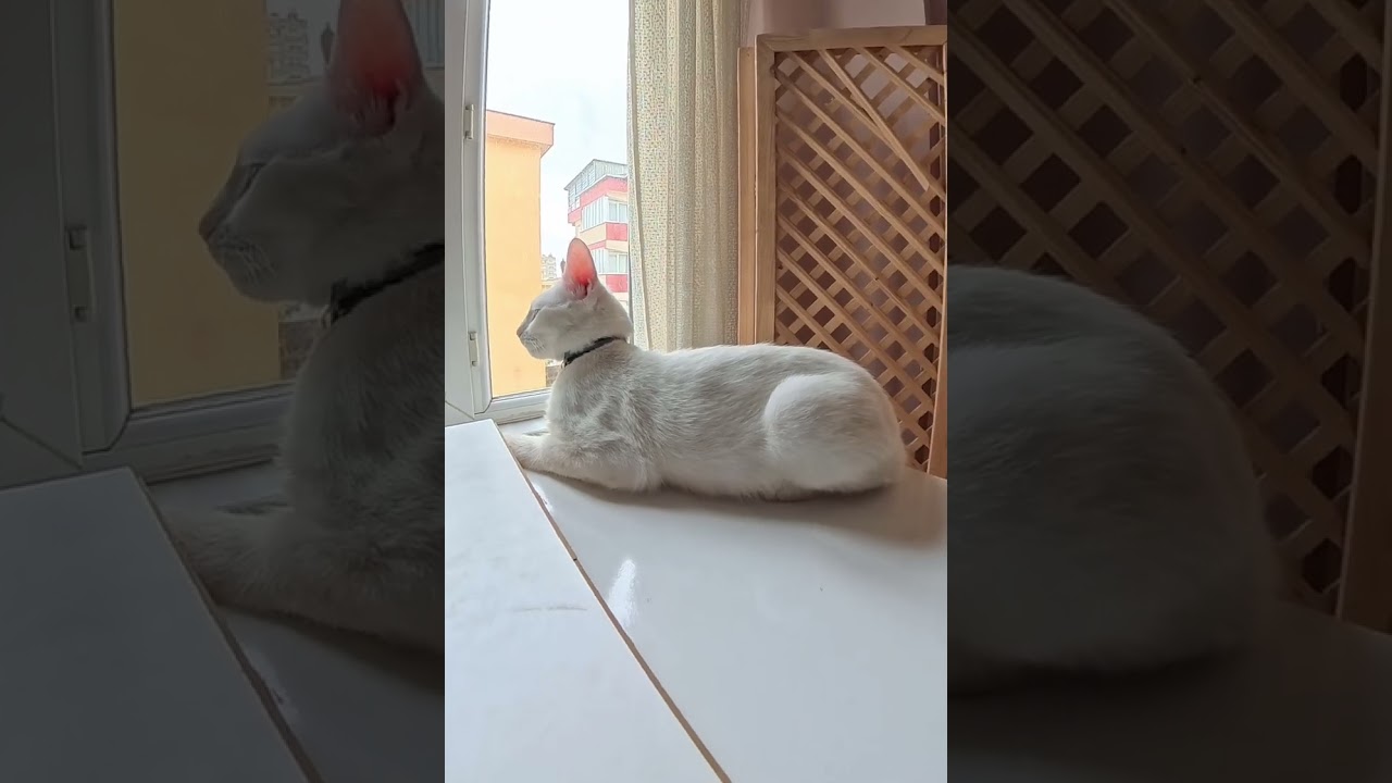Ben ders çalışıp oyalanırken dışarıyı izleyen tek tabancam😚