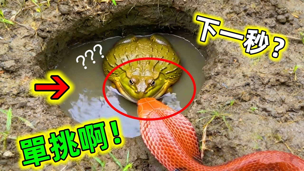 😂當遇到這些高智商動物時，蛇也有被嚇傻眼的時候，實在太好玩了#蛇與動物對決 #蛇的剋星 #毒蛇剋星 #動物搞笑視頻 #蛇 #毒蛇 #動物的迷惑行為