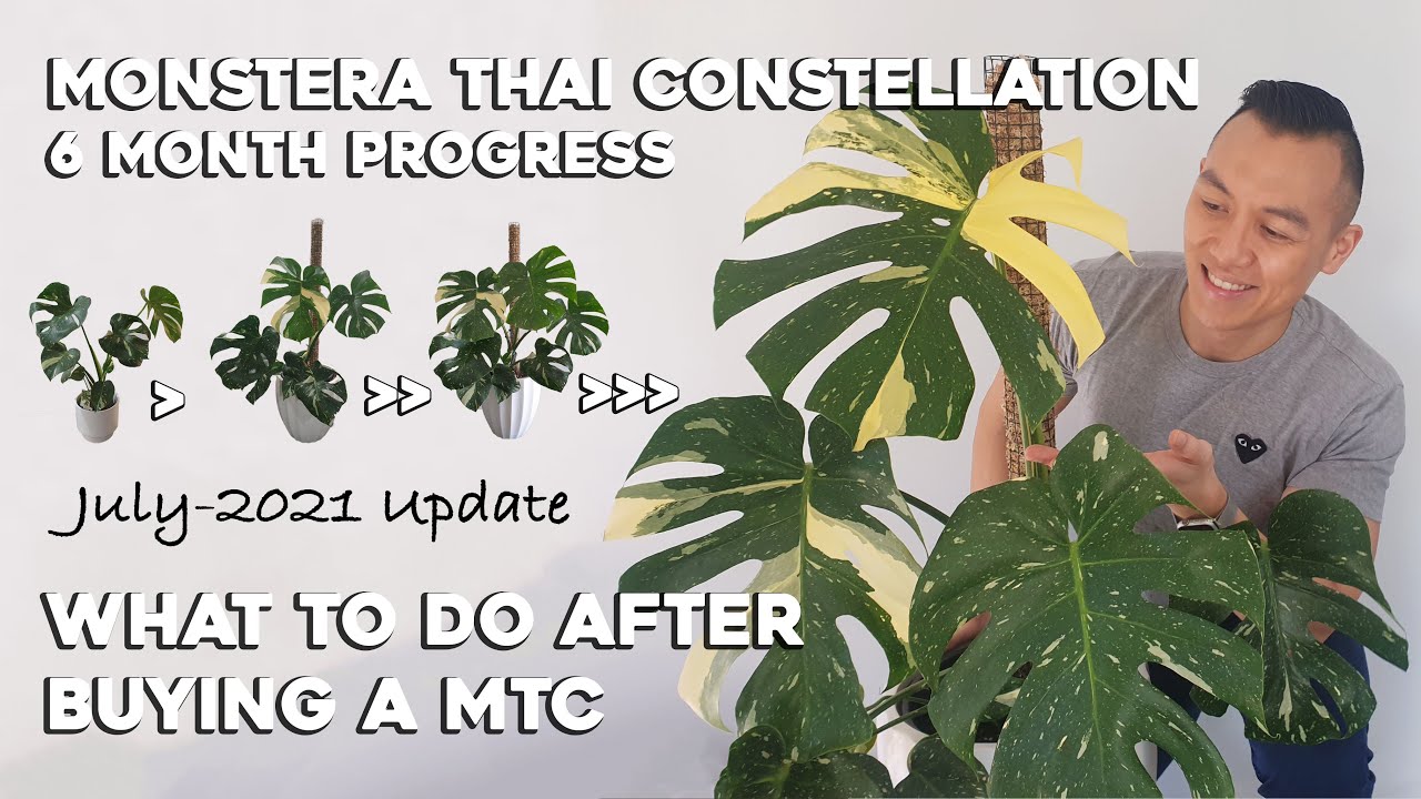 What to do after buying a Monstera Thai Constellation