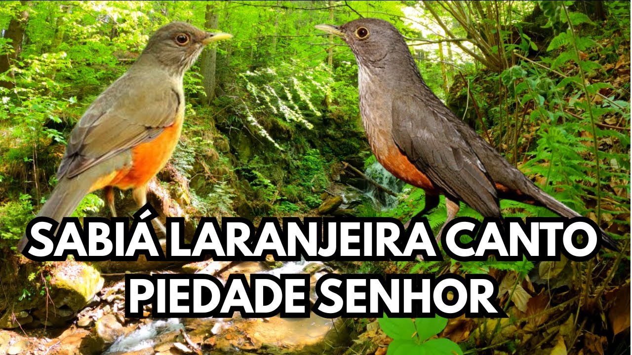 sabiá laranjeira canto piedade senhor