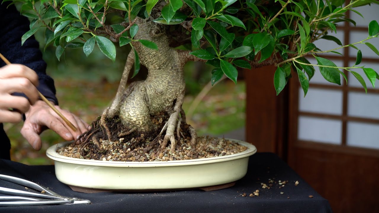 How to repot a Ficus Bonsai