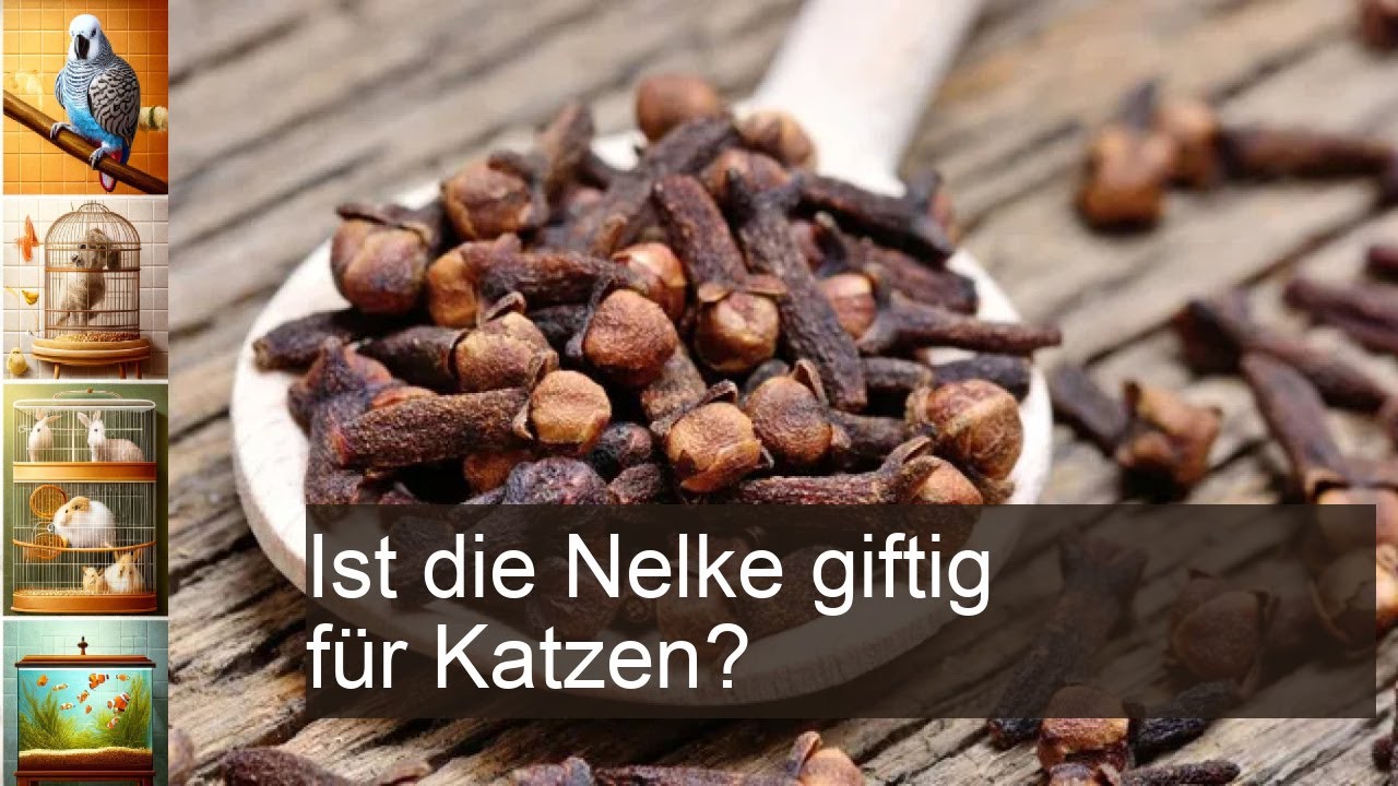 Sind Nelken giftig f&uuml;r Katzen?