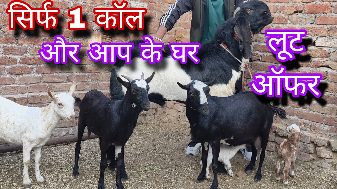 बीटल पंजाबी बकरे बकरियां बिकाऊ यहाँ 