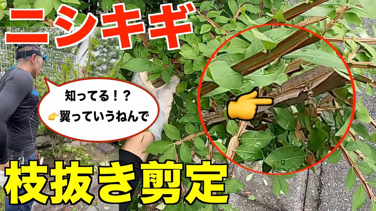 紅葉が綺麗なニシキギを刈り込みではなく枝抜き剪定してみました。キハラの小言有り【剪定　pruning　ニシキギ　8月】