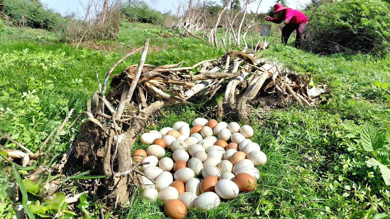 OMG Wow amazing  -A farmer collects a lot of duck eggs in a stream under old pine trees.