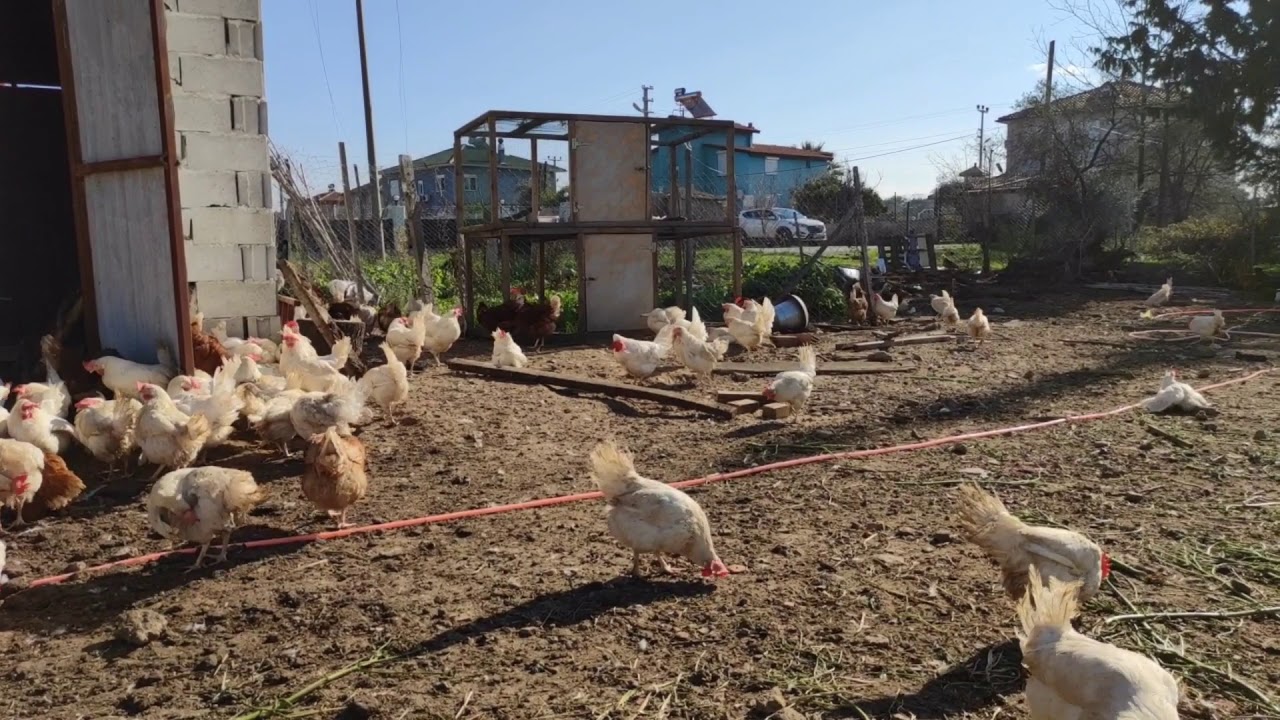 İdeal Yumurta Sarısı Nasıl Olmalıdır Ne  uygularsak güzel olur Folluklardan yumurta topladık