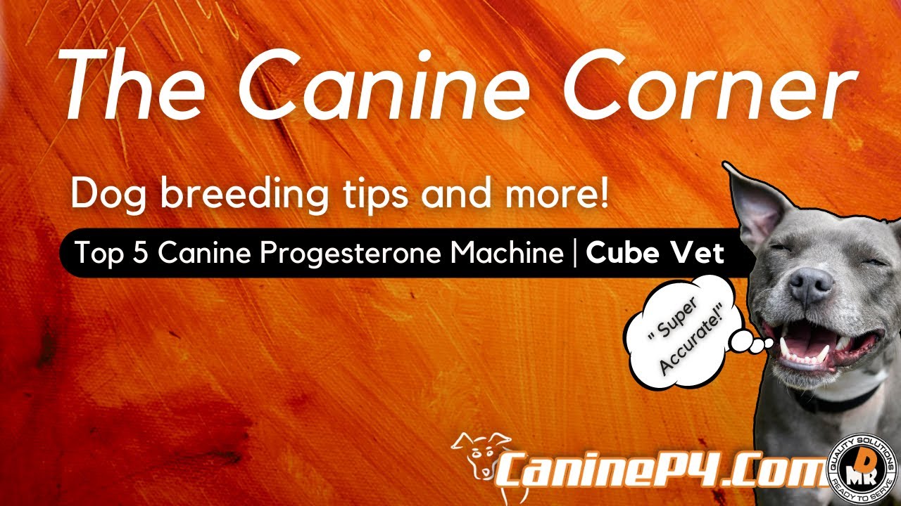 Progesterone Test for Dogs - Cube Vet Complete Health Testing