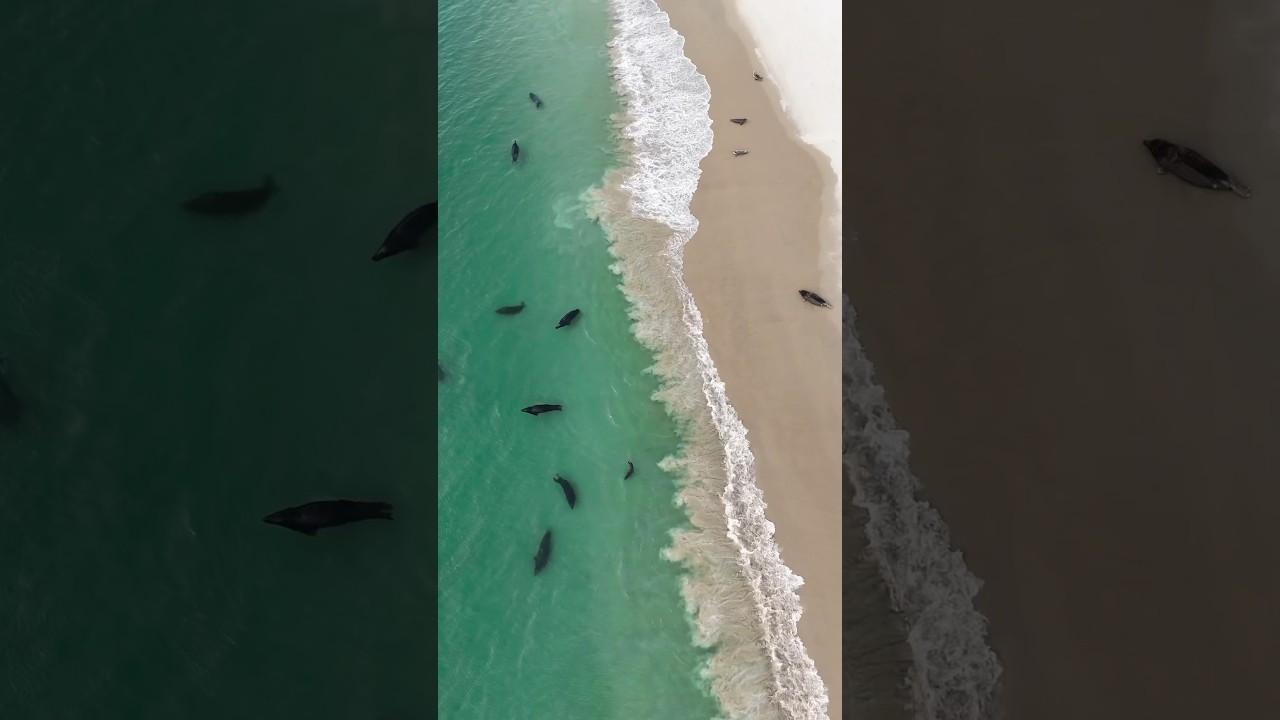 Seals off Monomoy Island 🦭 Also home to one of the world&rsquo;s largest hotspots of great white sharks🦈