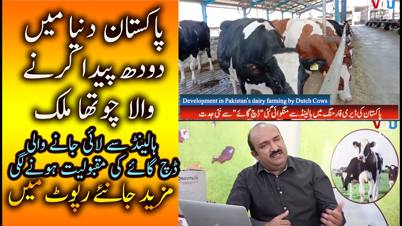 Development in Pakistan's Dairy Industry by Dutch Cows (Documentary)