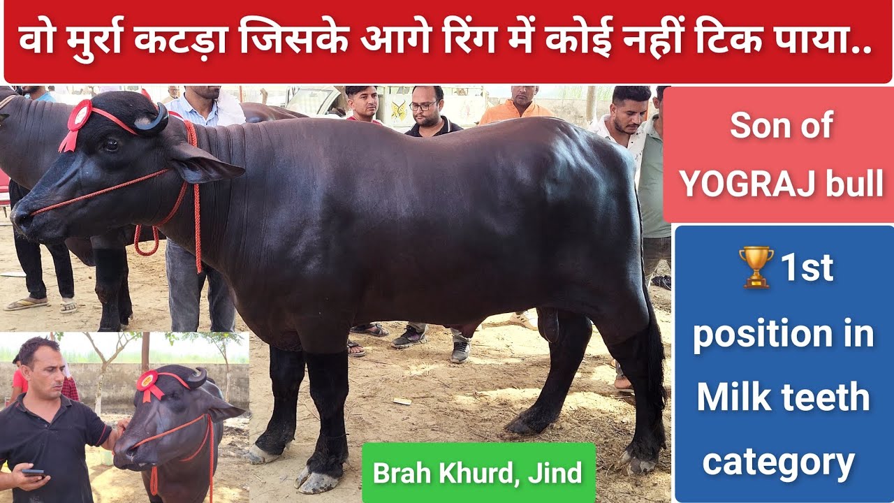 पिता योगराज, माँ देती है 25+ किलो दुध|Yograj bull result|superior murrah bull|Dairy farming|