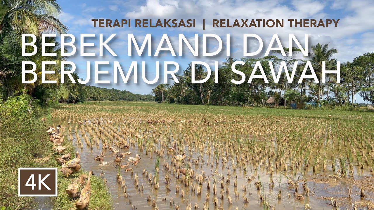 BEBEK MANDI DAN BERJEMUR DI SAWAH ▪︎ 田んぼでのアヒルの入浴と日光浴 ▪︎ ASMR RELAKSASI ▪︎ RELAXATION THERAPY ▪︎ [4K]