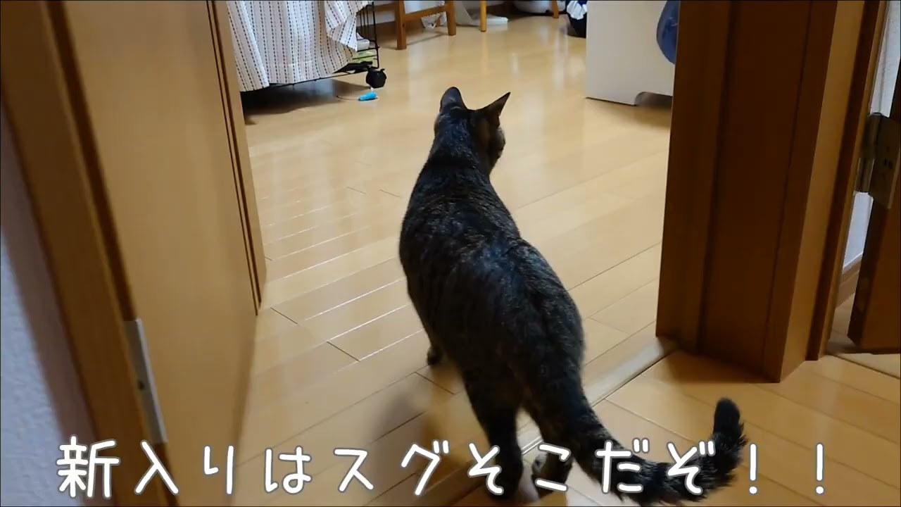 Ｎｏ．５７ 総司令華ちゃん