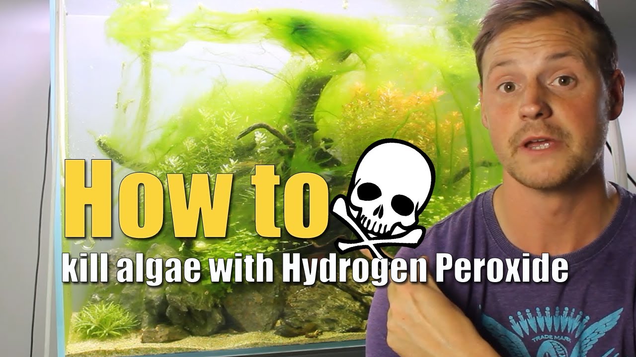 How to kill algae with Hydrogen Peroxide