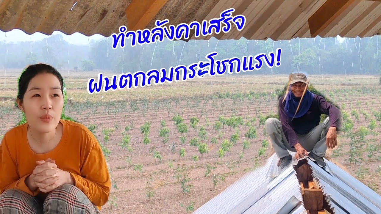 มุงหลังคากระท่อมไหม่นาดงเสร็จพอดี เจอฝนตกลมกระโชกแรง! คืนนี้นอนห้างต้นข่อย 26/02/69