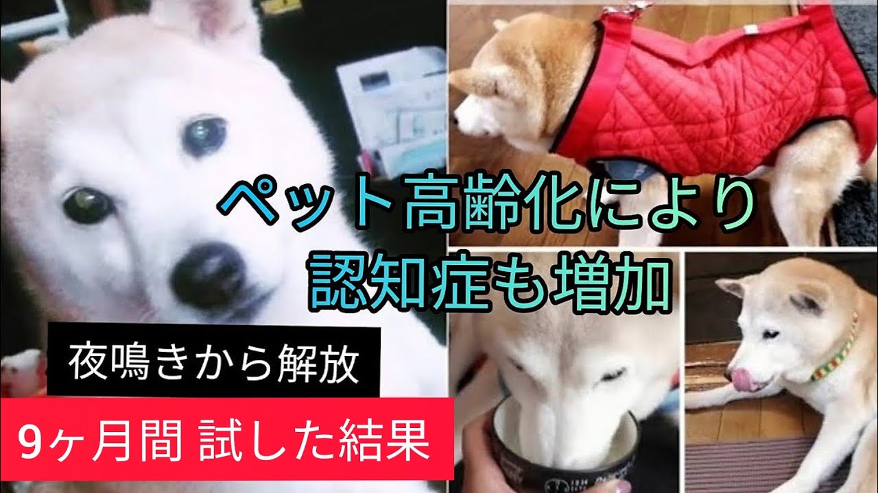 【柴犬老犬の夜鳴き対策】４つをして改善へ。認知症