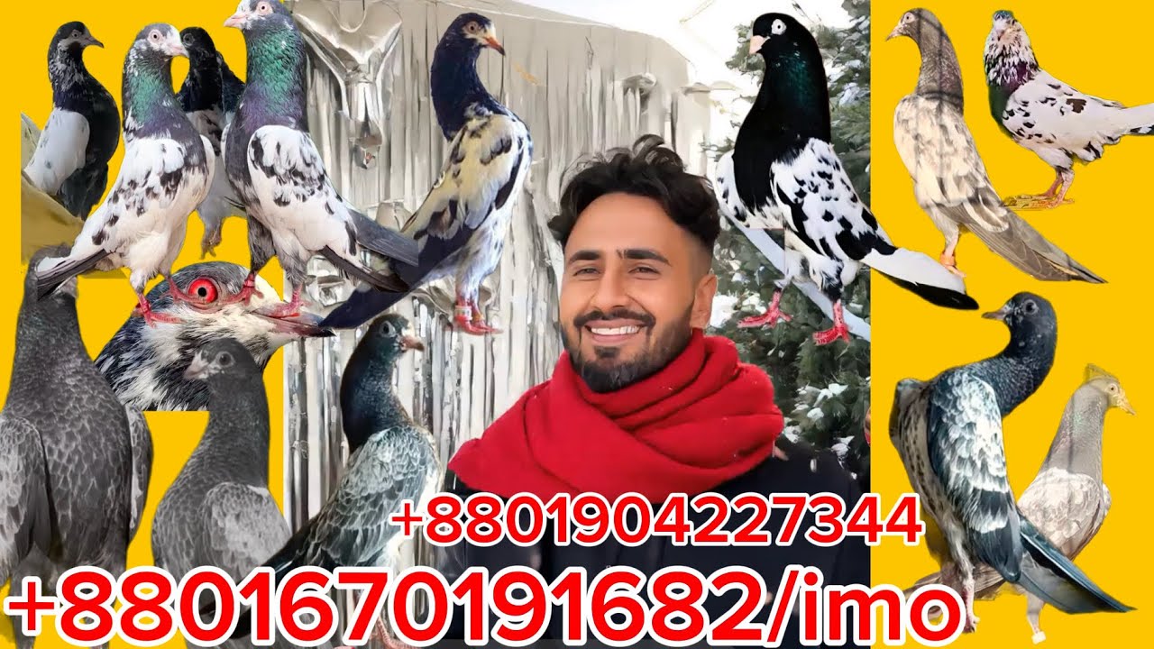 19/1/26/ কিছু হাইফ্লাইয়ার বেবি ও রানিং পাইরা কিনুন 