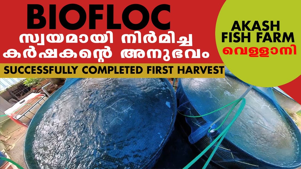 BIOFLOC വീട്ടിൽ സ്വയം നിർമിച്ചു I Akash Fish Farm, വെള്ളാനി  I Completed First Harvest 🐟🐟