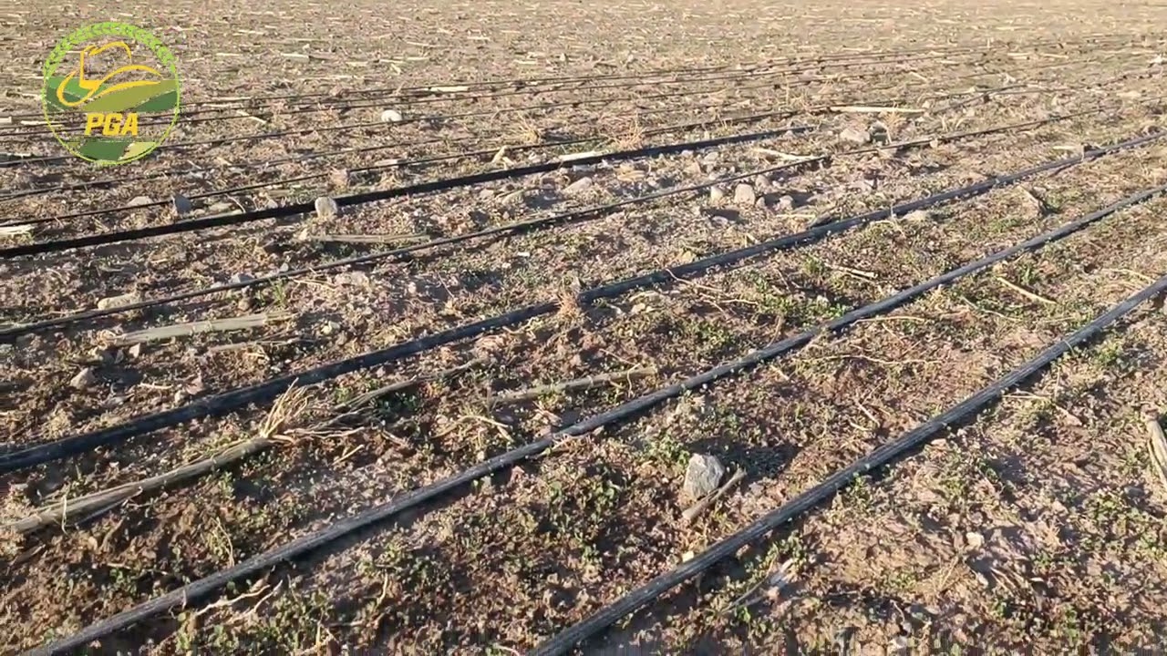 Cómo sembrar alfalfa y tener mayor producción.