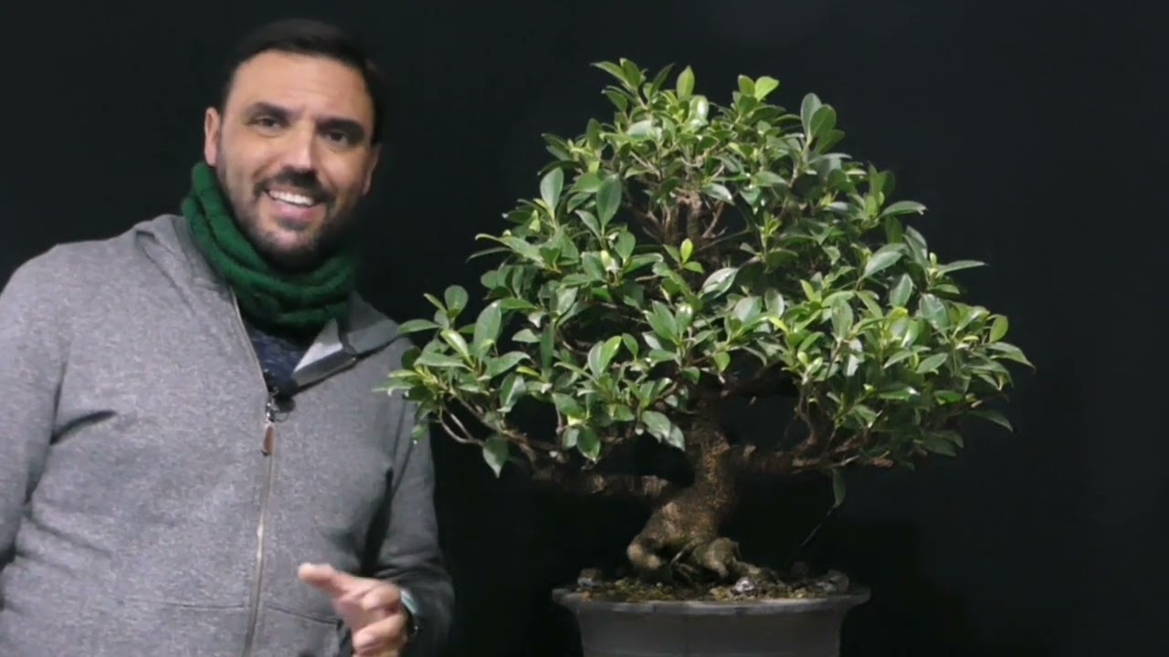 Díez motivos para elegir un ficus para Bonsai.