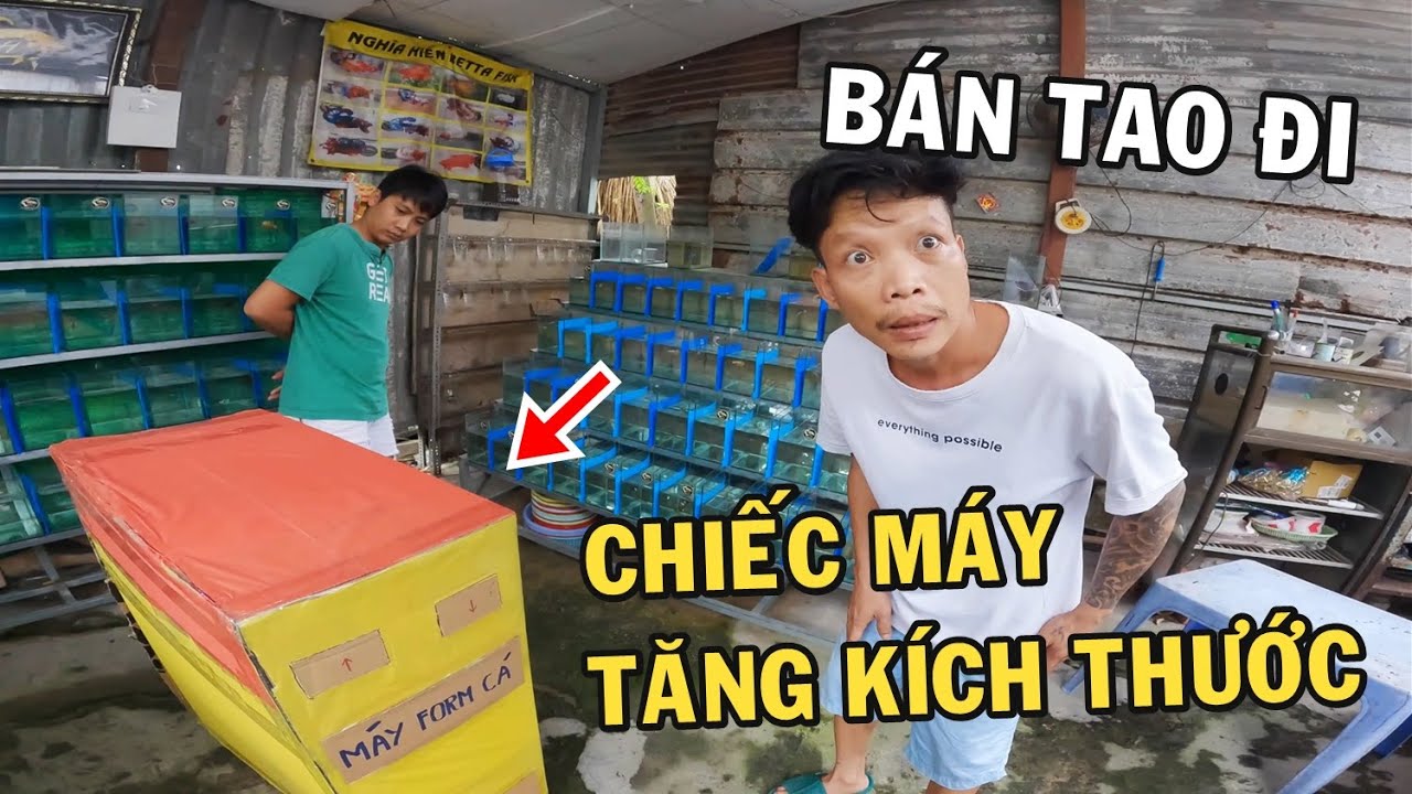 Ông chủ trại cá Betta mua lại Chiếc Máy Thần Kỳ tăng trưởng kích thước và cái kết