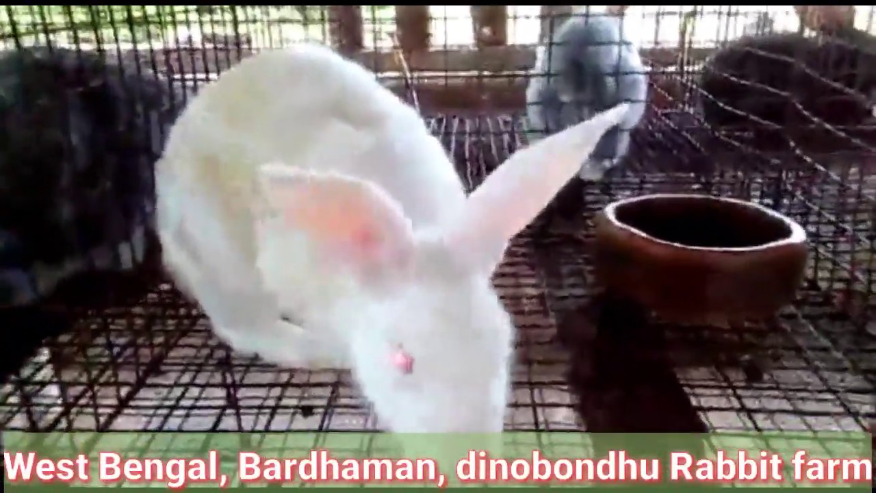 West Bengal Rabbit farm visit