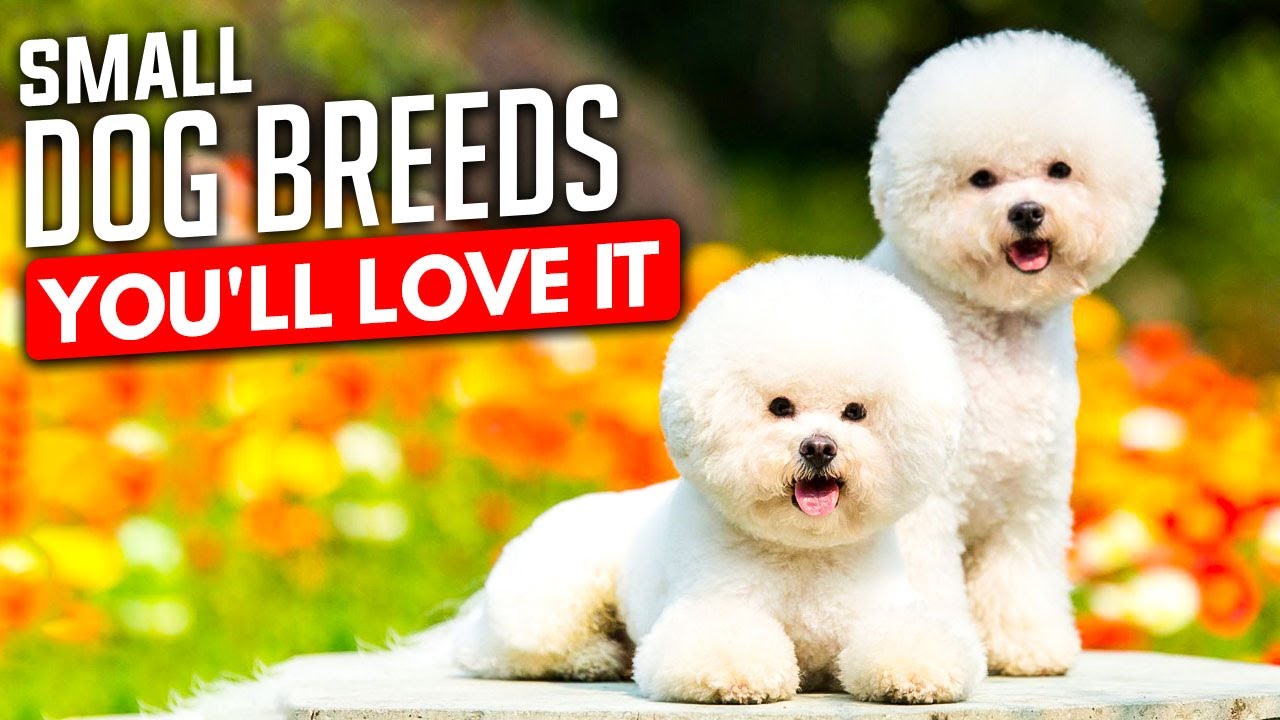 10 Small Dog Breeds Great for Homes and Families