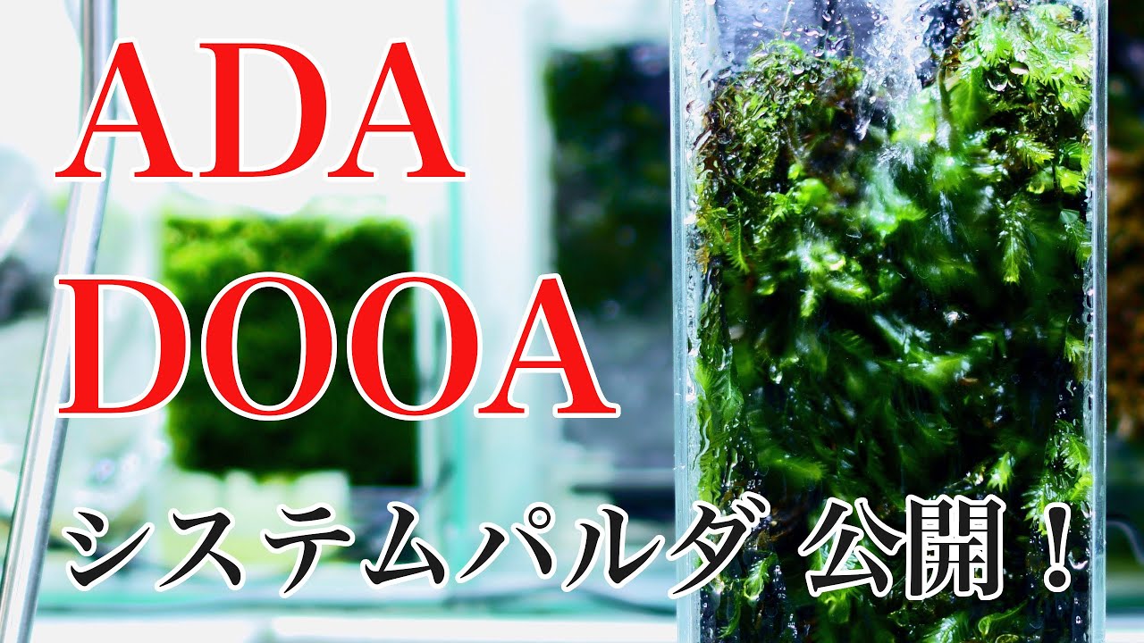 【月刊パルダリウムのすべて】2020/02 DOOA システムパルダが公開！ #042【パルダリウム】