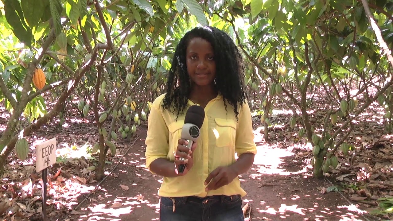 Conheça a produção de cacau na zona rural de Jaru
