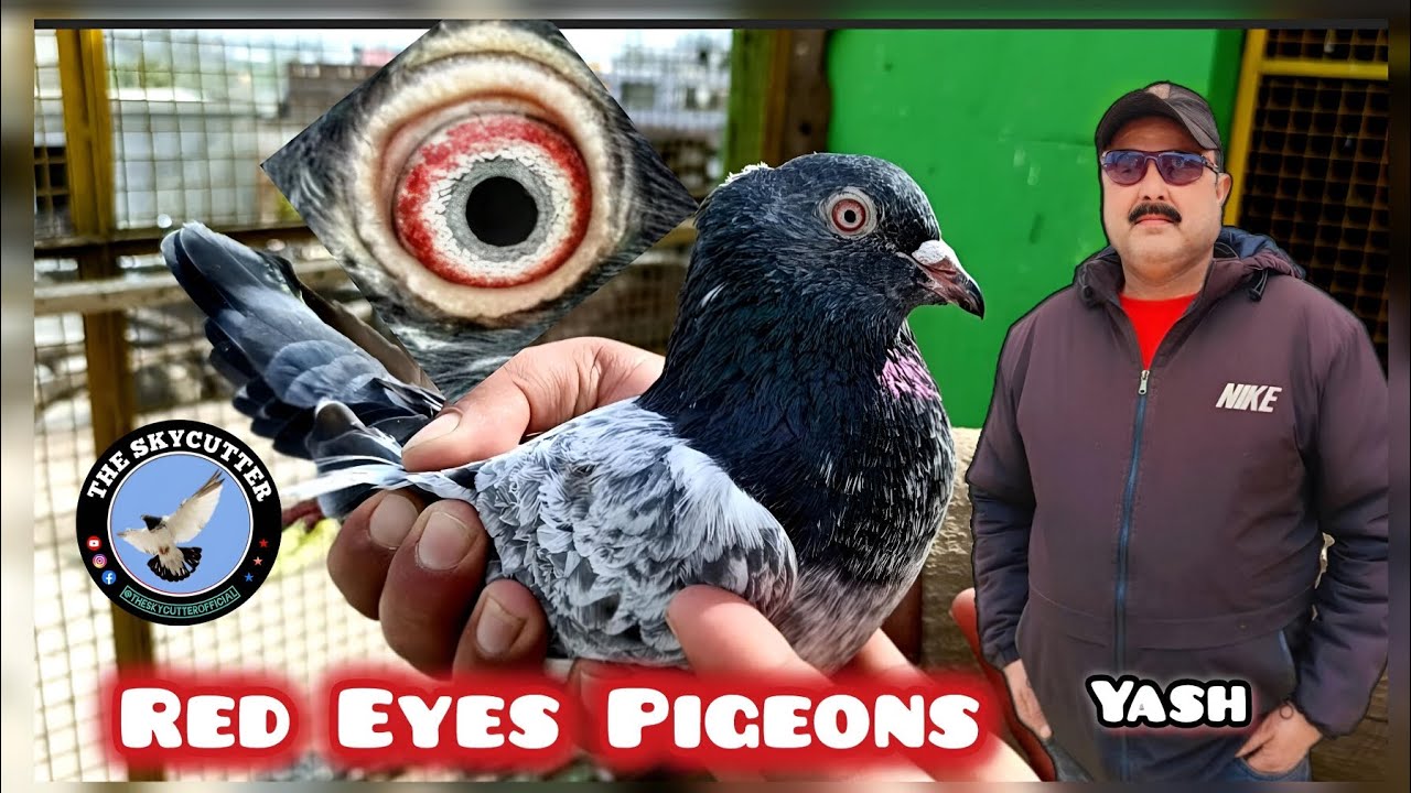 Yash Sahab Ke Lal Ankh Walay Kabootar Ki Collection | Red Eyes Pigeons Yash Pigeon's Loft by Aamir 