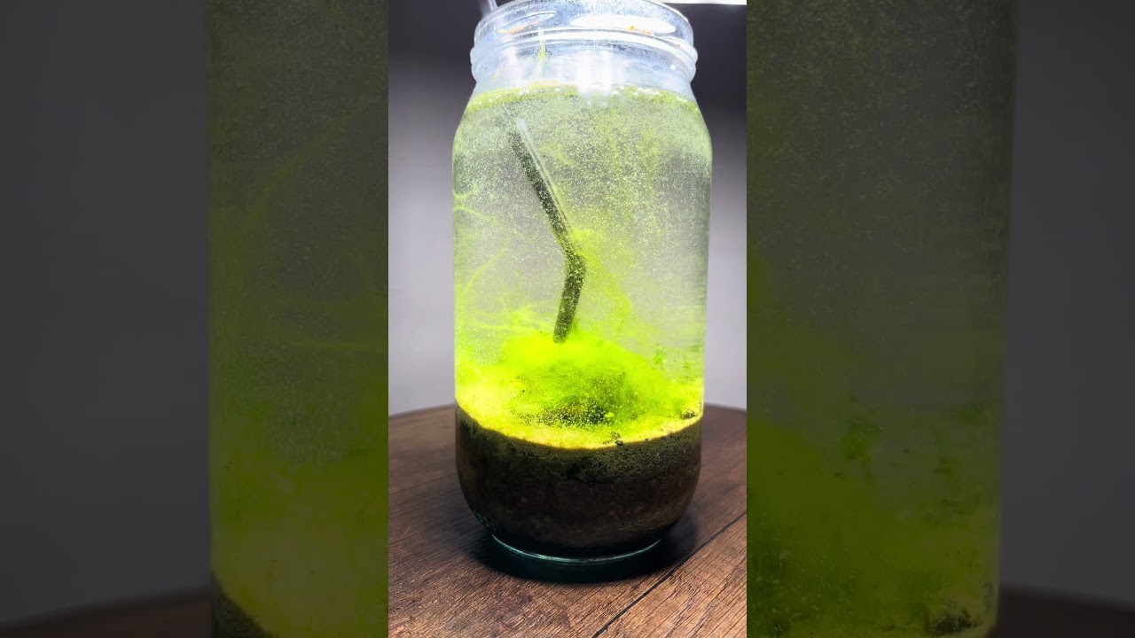 I put dirt in a jar, it&rsquo;s happening! Part 8 #aquascape #ecosystem #aquaticecosystem
