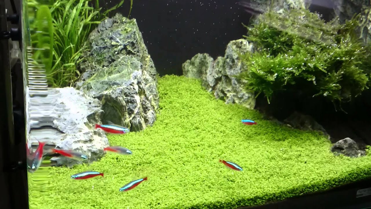 Dennerle Scapers 35 L...