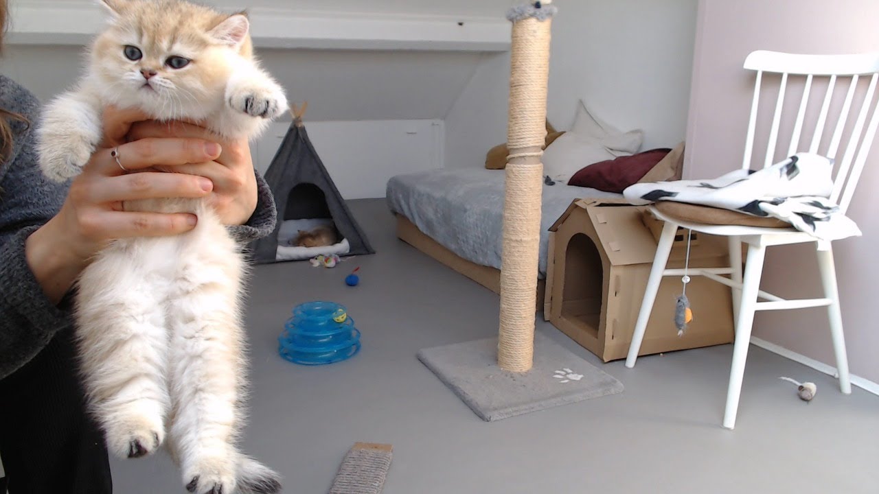 Saar en haar kittens zaterdag 20 maart