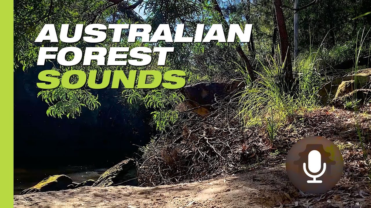 Australian Forest 🌲🌲 Sounds, Nature Sounds for Relaxation | 8 Hours
