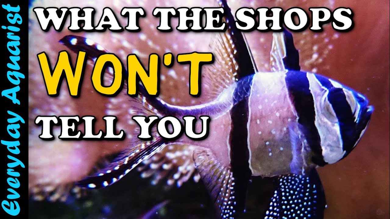 Saltwater Doesn't Mean COMPLICATED or EXPENSIVE | Beginners Guide To SIMPLE Reef Aquarium Setup