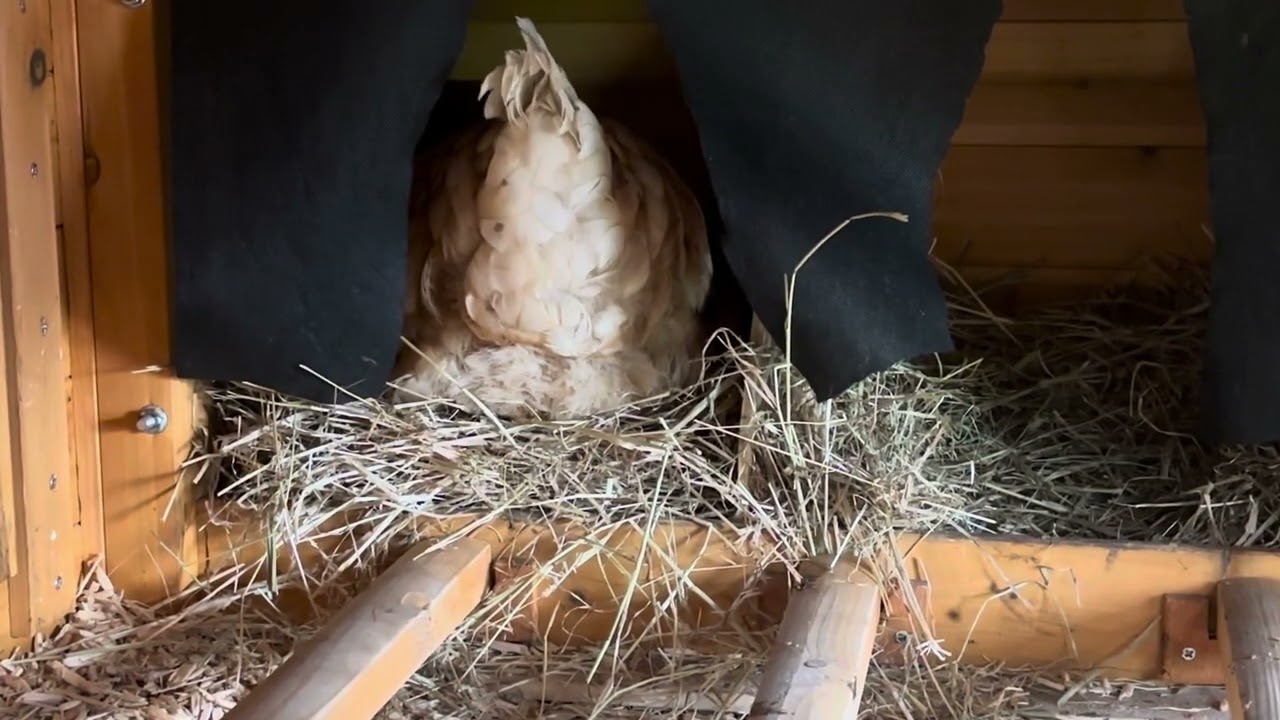 Ginger in the nest box