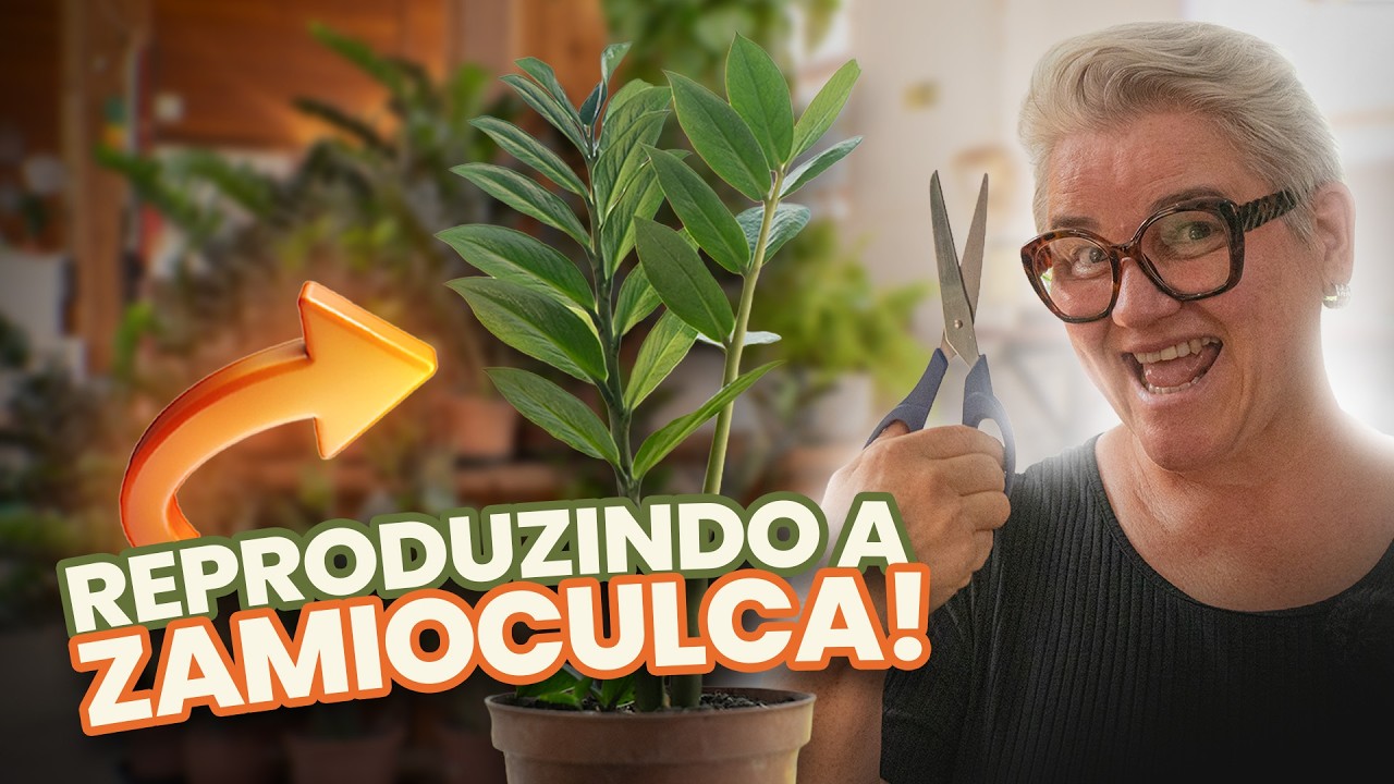 Como fazer mudas da Zamioculca