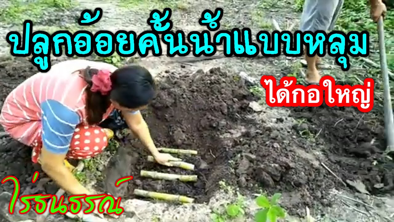 ปลูกอ้อยคั้นน้ำแบบหลุม.โดยบ่มท่อนไว้แค่คืนเดียว.เกษตรมือทำ ไร่ธนธรณ์