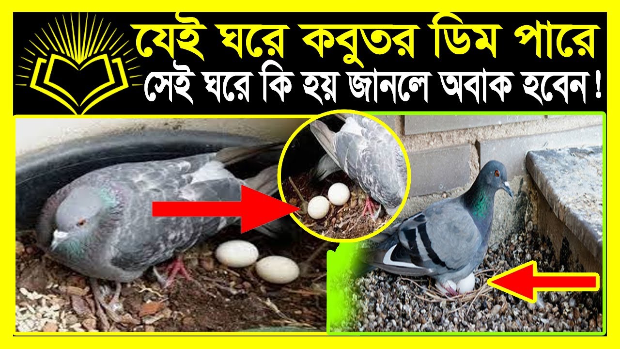 যেই ঘরে কবুতর ডিম পাড়ে সেই ঘরে কি হয় জানলে অবাক হবেন!