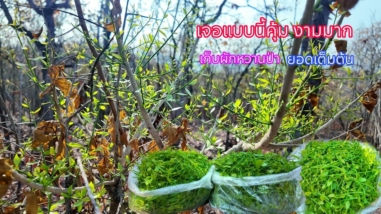 งามสุดๆเก็บผักหวานป่าบนเขา เจอแบบนี้คุ้มเลยมีแต่ยอดอ่อนๆงามๆเต็มต้น