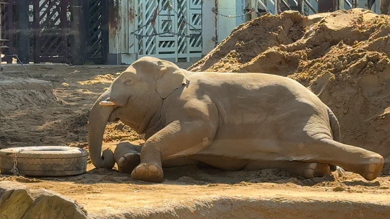 眠気が限界でウトウトするアルンくん【‎2026年3月12日‎】【上野動物園】アジアゾウ