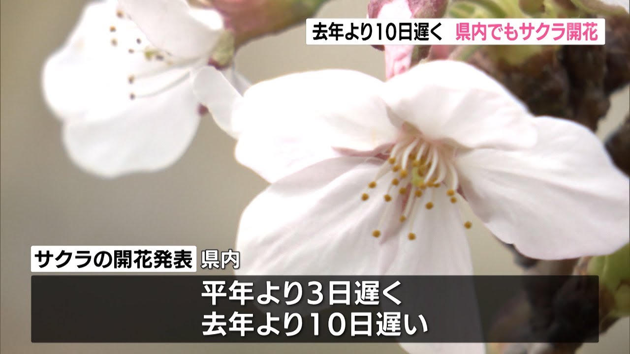 静岡でサクラの開花発表　静岡地方気象台