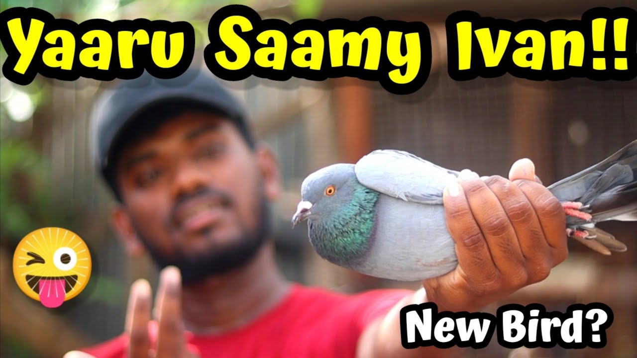 💥நம்ம Cage க்கு புதுசா வந்த புறா  || பாத்து போயிட்டு வாங்க ஜி 😜 ||