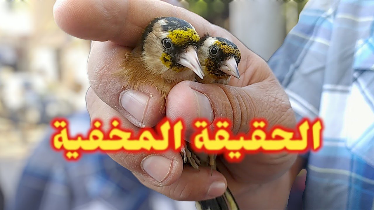 حبيت نعرف المقنين منين ؟ جولة خفيفة اليوم في الحراش