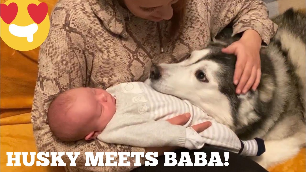 HUSKY WELCOMES NEW BABY TO FAMILY! [PARKER IS BACK!]
