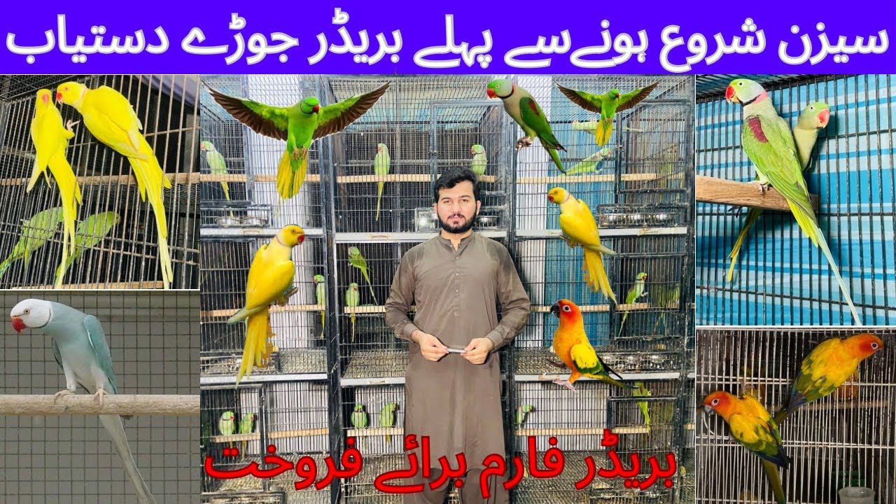Alexandrine Raw | Yellow RingNeck | Sun Conure Breeding Farm For sale Multan Pakistan