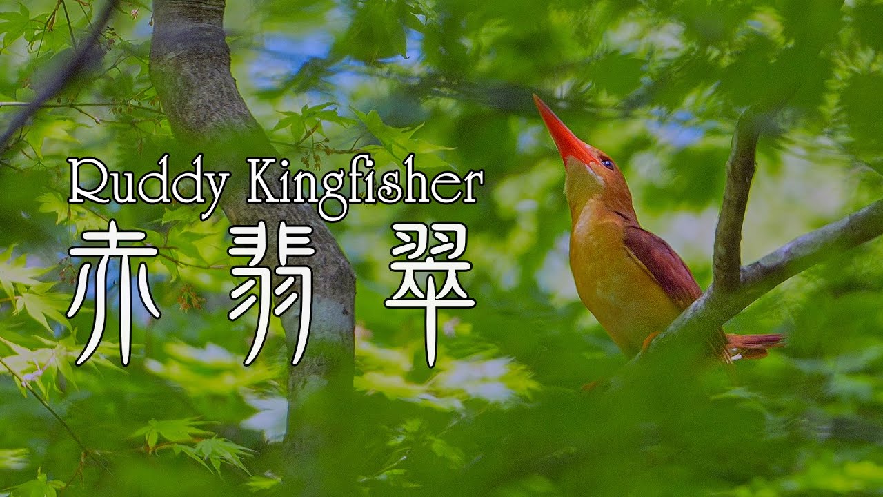 【アカショウビン】新緑に包まれてより鮮やかに! 