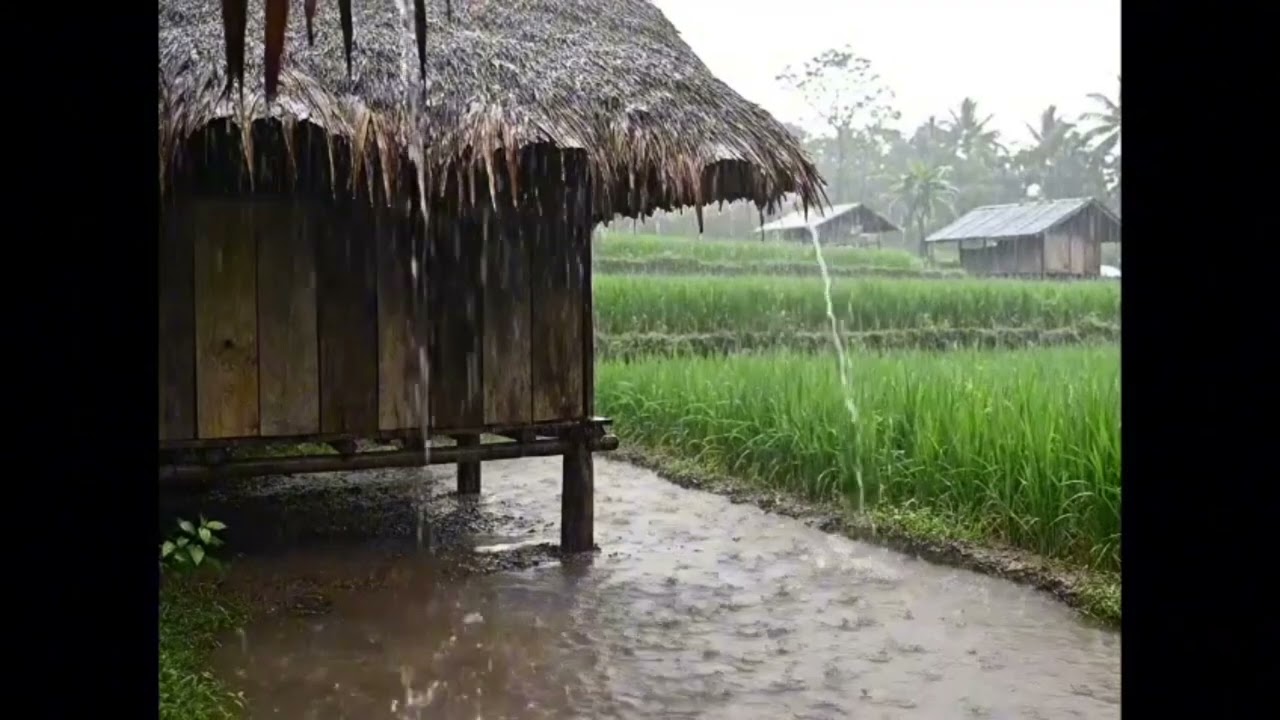 RAINY DAY AT A RICE FIELD HUT - Fall Asleep in Minutes😴 Cozy Rain Ambience for Sleeping and Studying