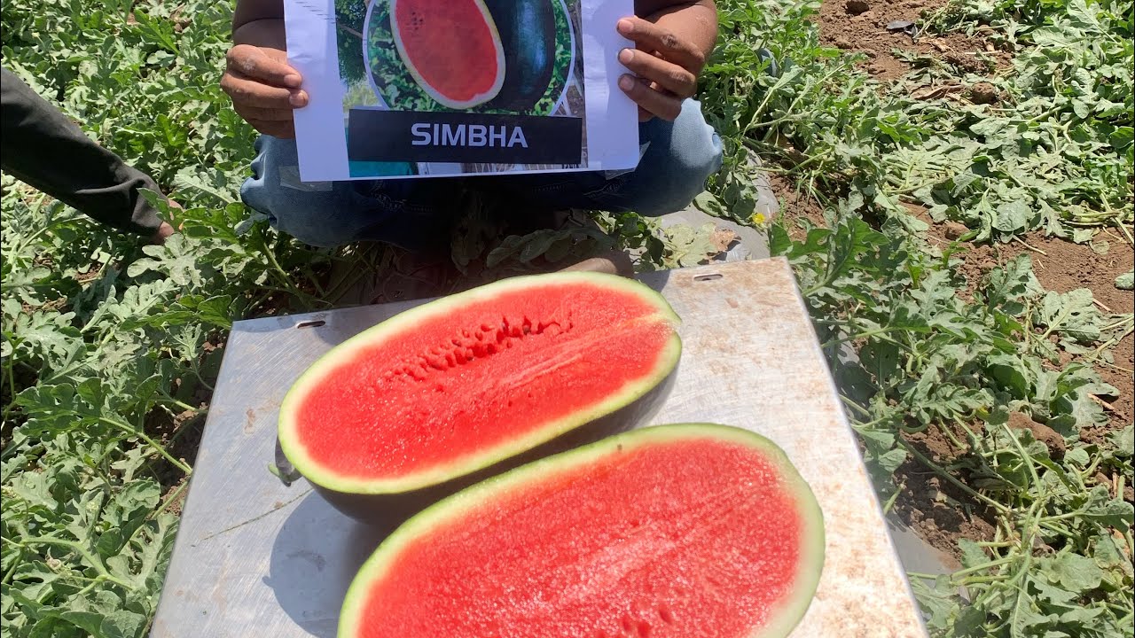 SIMBHA | સિમ્બા | सिम्बा | SIMBA Syngenta